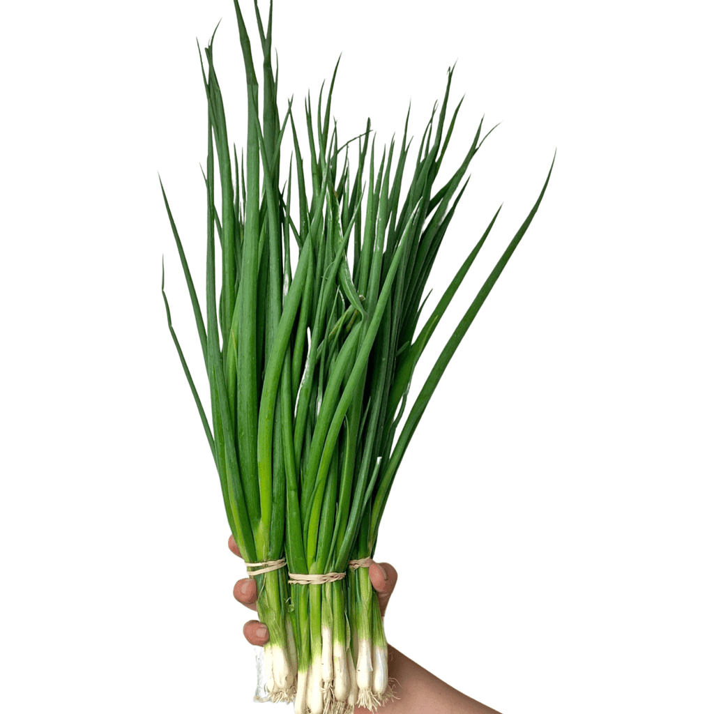Terramor Farm- Scallions (1 bunch)