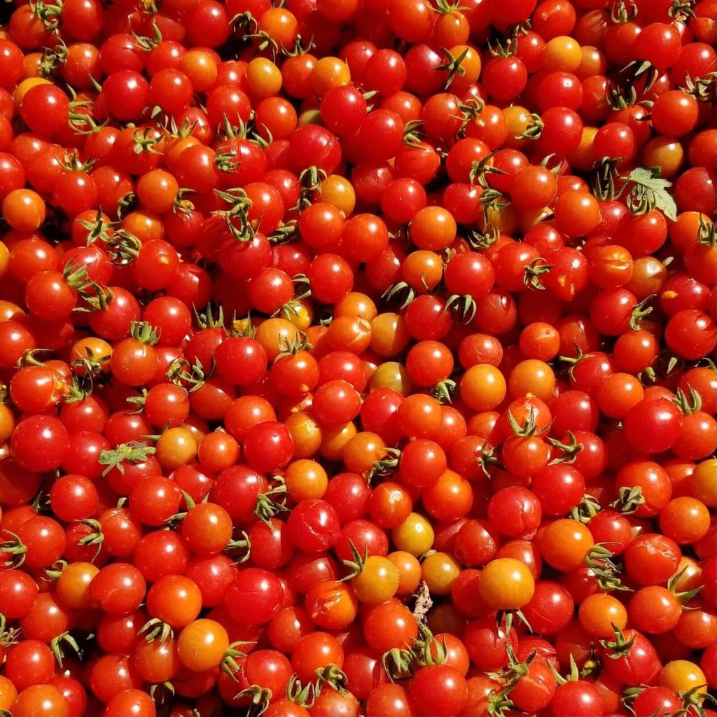 Gaia Organic Seeds - Matt’s Wild Tomato