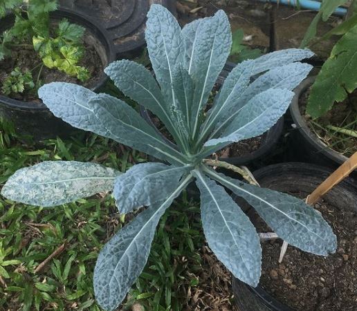 Gaia Organic Seeds - Lacinato Kale