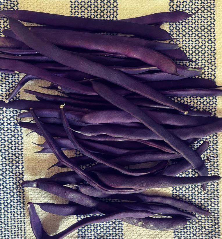 Gaia Organic Seeds - Purple Peacock Pole Bean